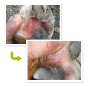 日本でのモニター