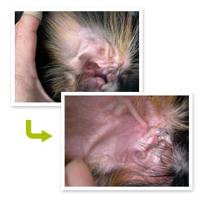 日本でのモニター