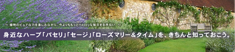 パセリ・セージ・ローズマリー&タイム