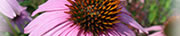 エキナセア