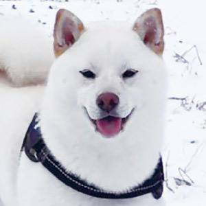 お名前：しきちゃん(2月のカレンダー犬)
