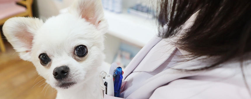 犬の抗体検査って？予防接種、ワクチン。効果はどれくらい続く？