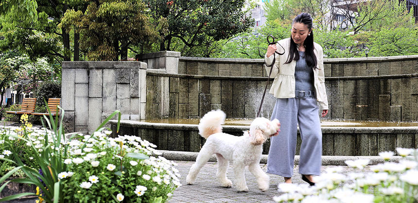 家庭犬訓練試験での脚足歩行（ハンドラーの横を歩く）を思わせる、田辺さんの散歩での一コマ