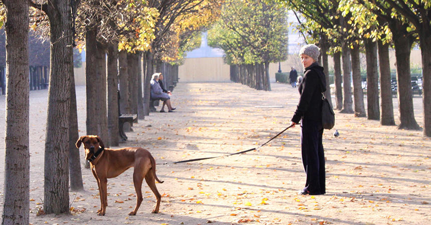 大きな犬がいるパリ中心部の風景（©Kyone Usui）