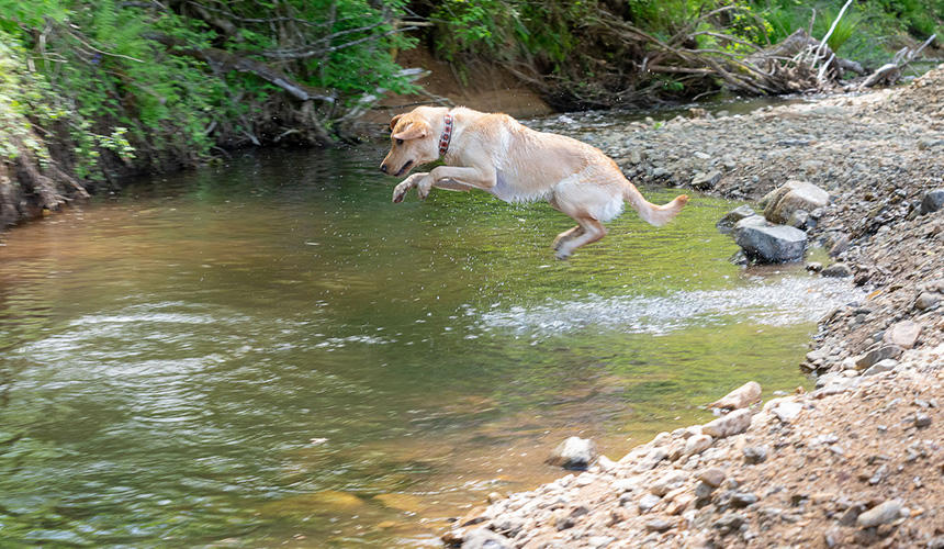 水遊びの大好きな犬なら、キャンプ場内や近くに水場があるかは重要
