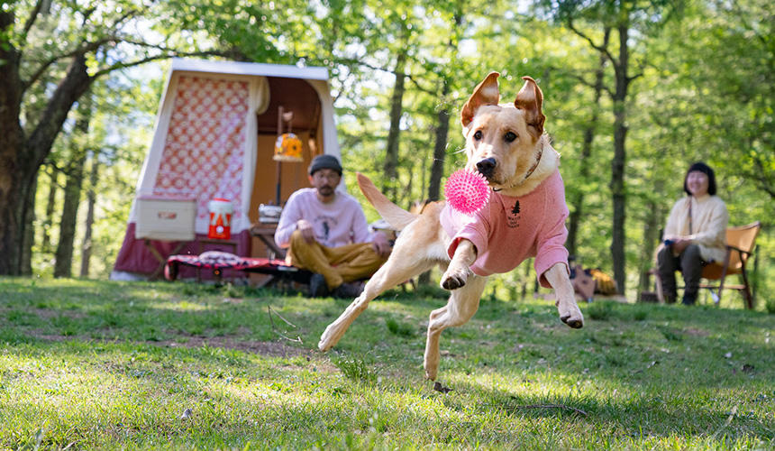 小型犬にも共通する「犬連れキャンプ」の基礎