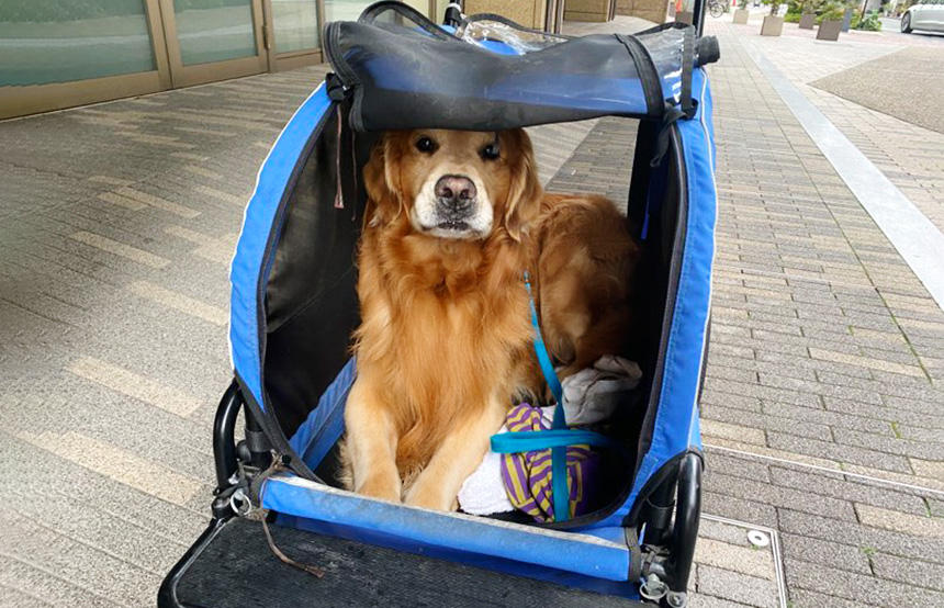 老犬などはカートで避難する可能性もあるので、必要に応じて準備を