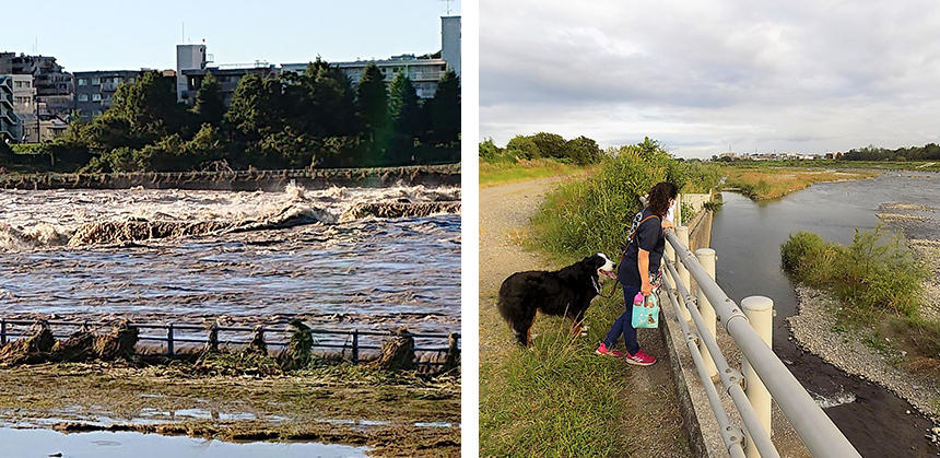 2019年10月、台風19号が去った翌日と、普段の多摩川の様子。写真に写っているのは同じ柵