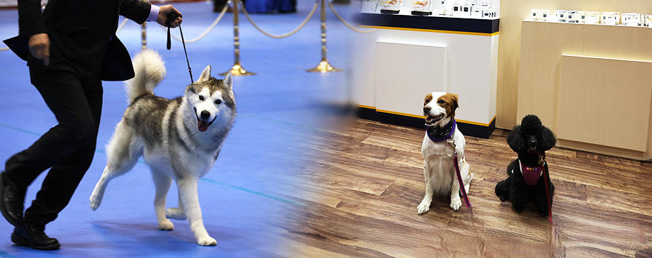 【＃イベントレポ】日本最大級のドッグショーと犬イベントを同日に楽しみ尽くす！