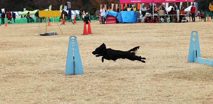 犬の美しい跳躍姿が見られるのも観戦の醍醐味