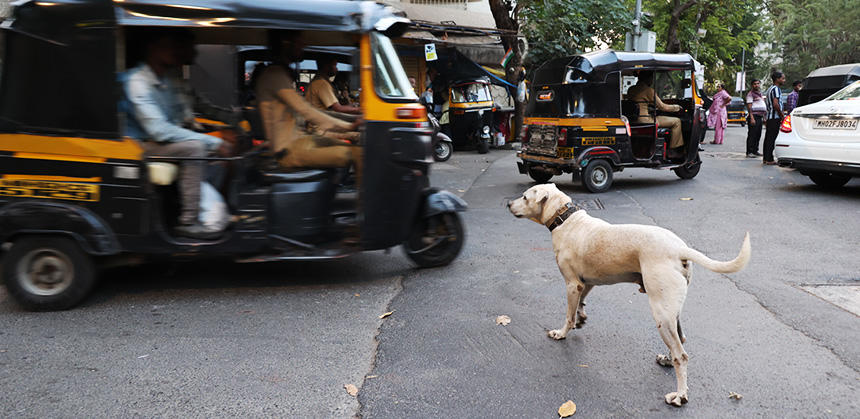 多数の自動車やバイクやリキシャー（三輪タクシー）が行き交う交差点が、この地域犬の縄張り