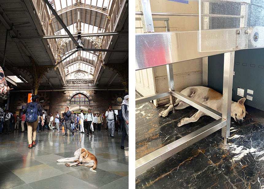 五つ星ホテルの荷物セキュリティーチェックコーナーにも、歴史的な建築物として世界遺産にも登録されたチャトラパティ・シヴァージー駅の構内にも、ひんやり冷たい石の寝床を求めてきた地域犬の姿が