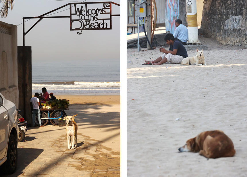 ジュフビーチの犬たち。人も犬も、心地よい潮風を浴びながらゆったり