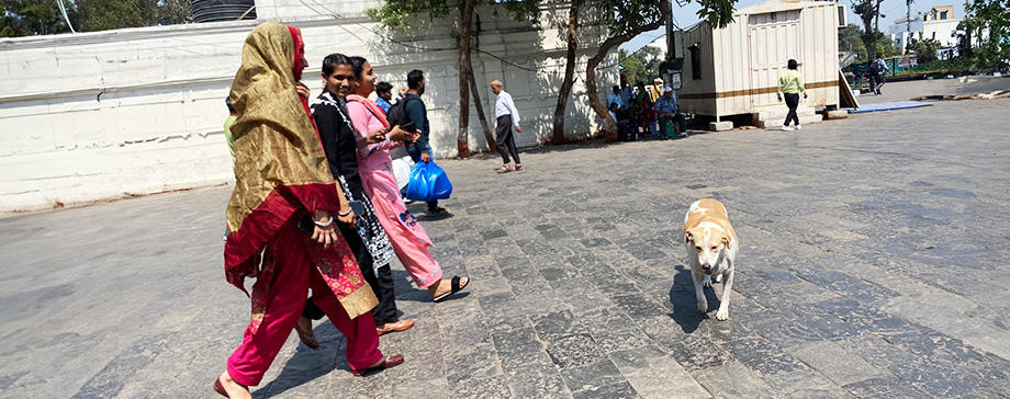 【＃海外の犬たち】インドの犬事情が興味深い！インドの動物愛護施設もご紹介