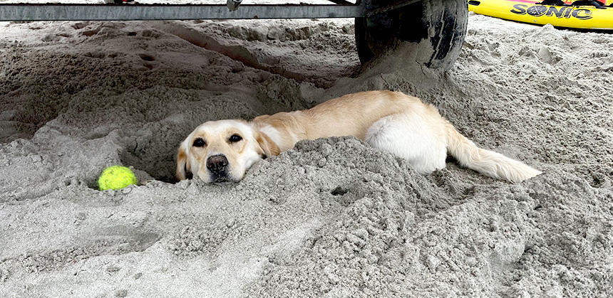 砂のベッドは涼しいから、掘るのかな？