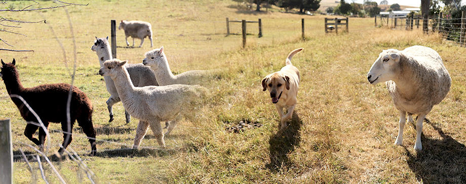 【＃大きな犬と】アルパカと羊と犬の仲良し生活!? ～ニュージーランドのあるイエローラブの日常とは～