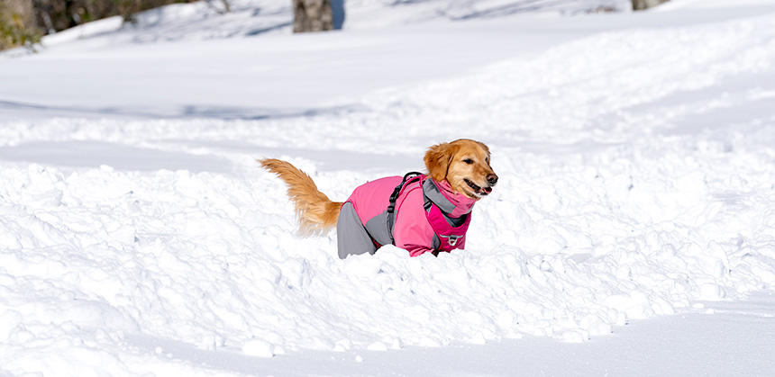 大型犬は小型犬に比べて深めの雪でもへっちゃら。でも、この程度まで積もった雪の中で長時間遊ぶならば、冷え予防にブーツを履かせれば安心