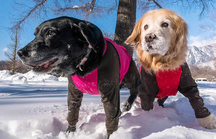 雪遊びに最適な犬用スノーウェア