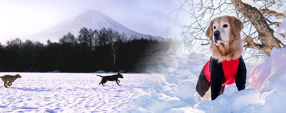 【＃大きな犬と】冬はやっぱり雪遊び！犬との雪遊びを楽しむポイント