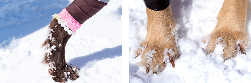 左：足に雪玉ができかけている。右：足の指の間に雪玉が。こうなると歩きづらそう