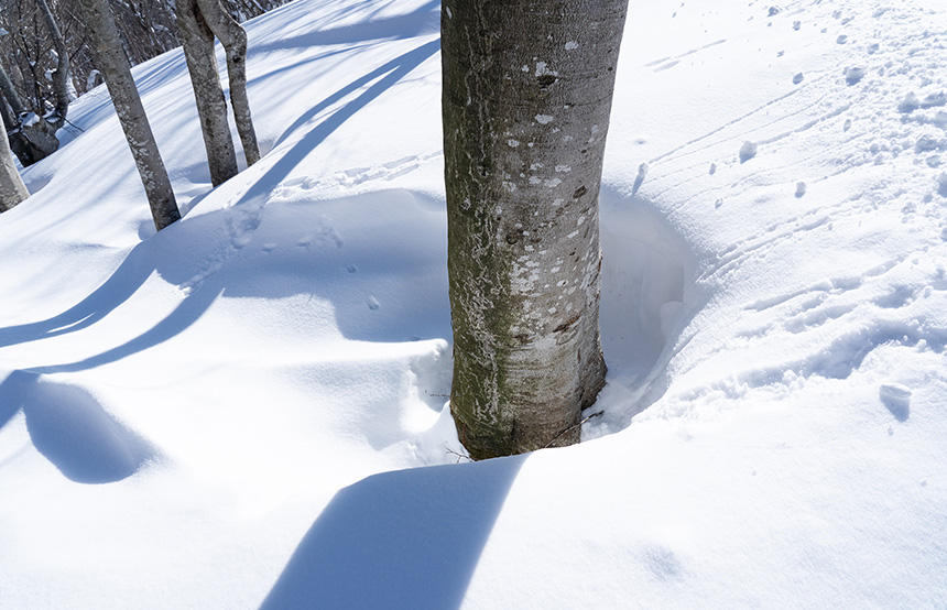 木の根元は雪が溶けて穴になっているため、近づきすぎて落ちないよう注意