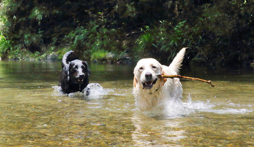 【＃大きな犬と】入間川の清流で自然を満喫！爽快に遊びつくそう。NAGURI （埼玉県飯能市）