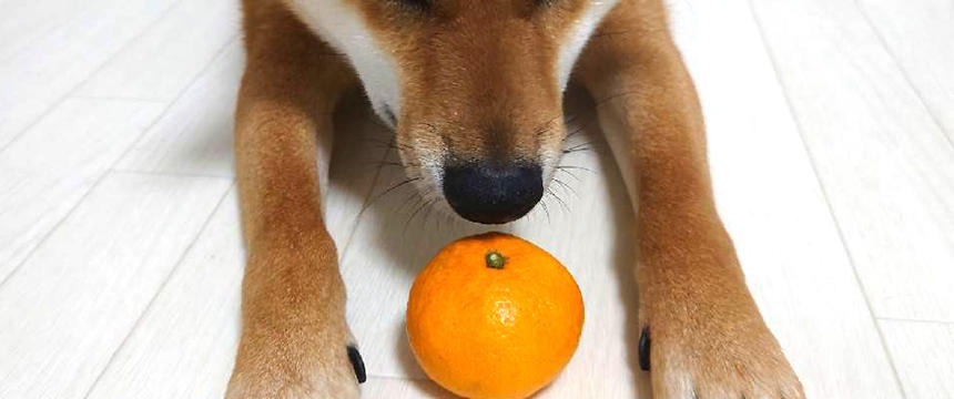 犬にみかんなどの柑橘類を与えてもいいの？体調への影響はないの？