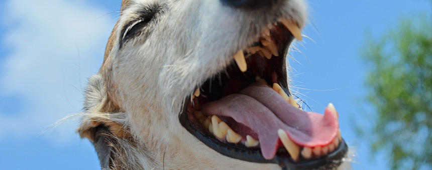 犬にひづめ(蹄)を与えるのは危険？歯に安全なデンタルケアアイテムがオススメ