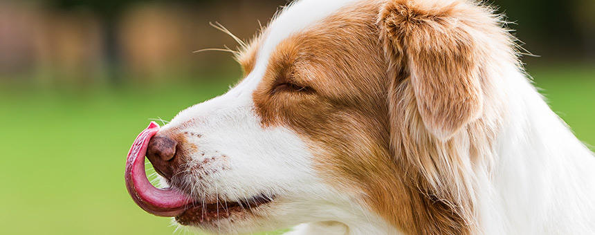 犬が舌を出す、ペロペロなめる行動の隠れた理由。