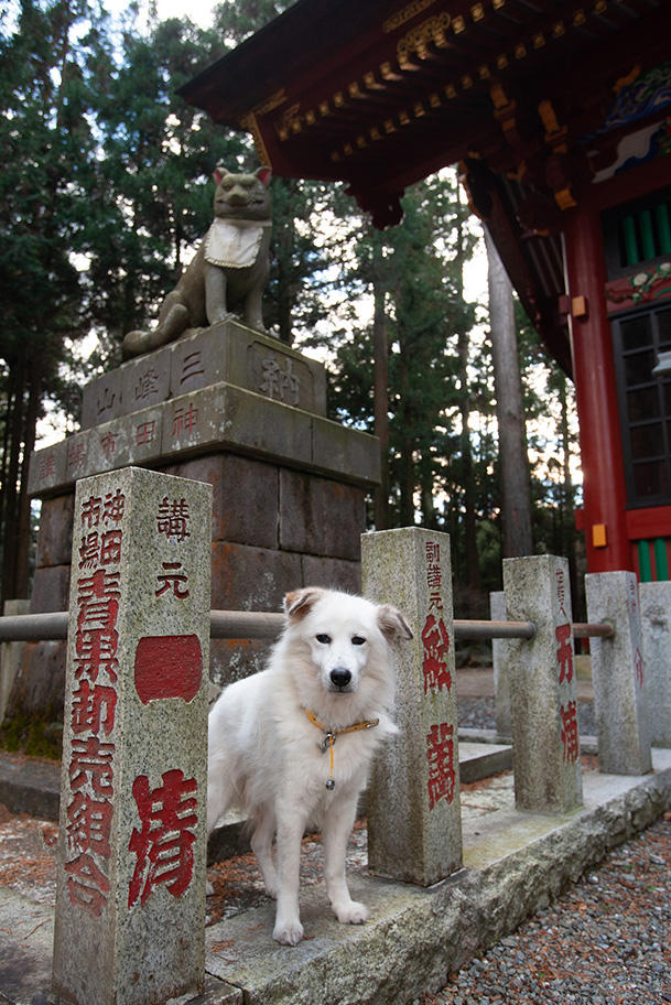 筆者と暮らしていた白い日本犬「爺さん」と三峯神社の「お犬様」（2007年撮影）　※現在はペット連れでの参拝は禁止されています。
