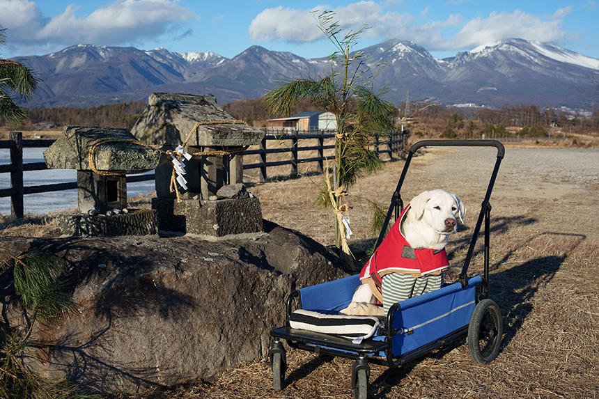 Dog Snapshot R 令和の犬景Vol.23　「犬と山」は日本人の原風景