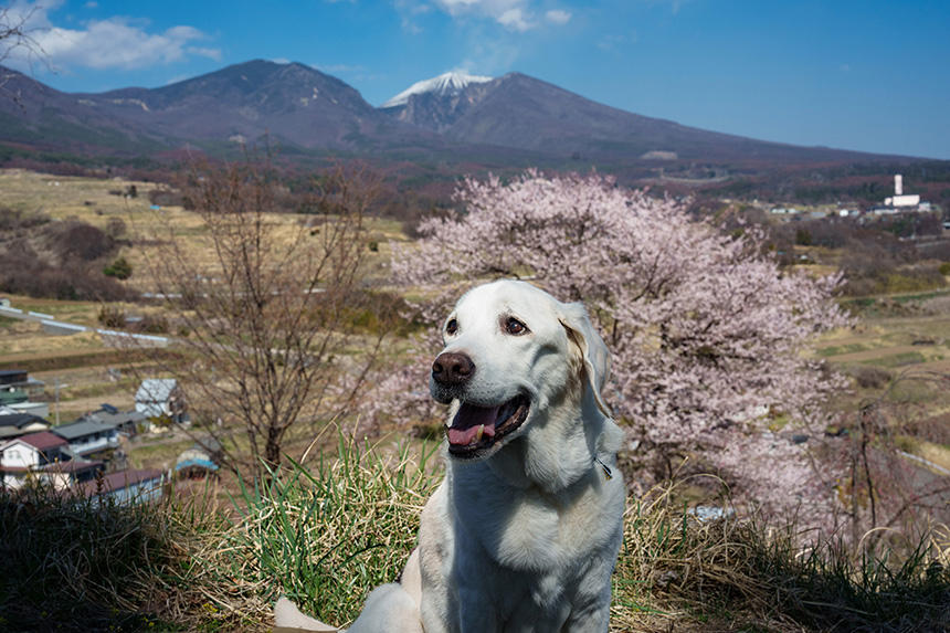 Dog Snapshot R 令和の犬景Vol.26　3本脚のリタイア犬と共に迎えた浅間山麓の春