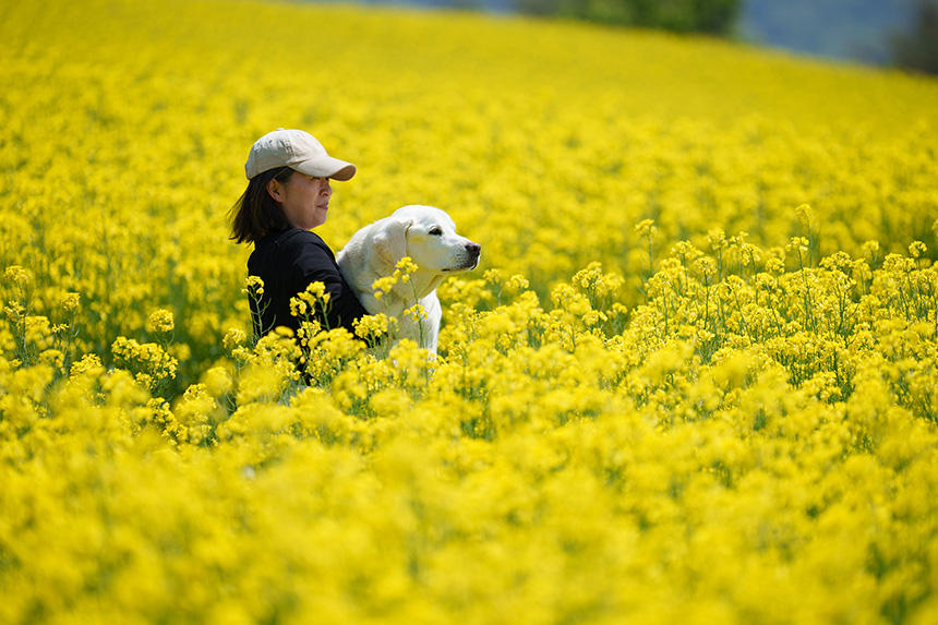 信州の菜の花景。こちらは5月のGW明け。我が家のアイメイトのリタイア犬と