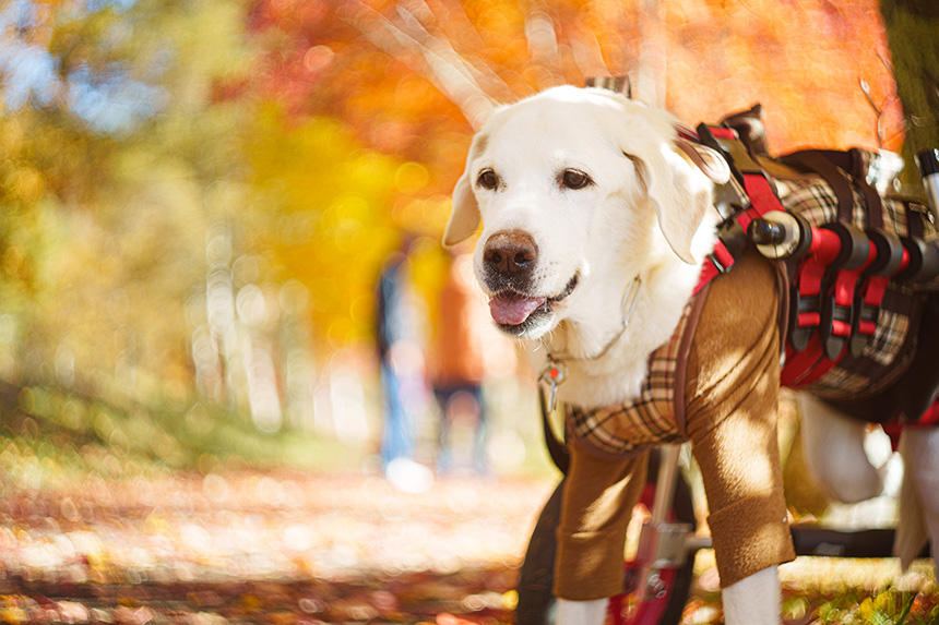 Dog Snapshot R 令和の犬景Vol.32　永遠にきらめく秋景色