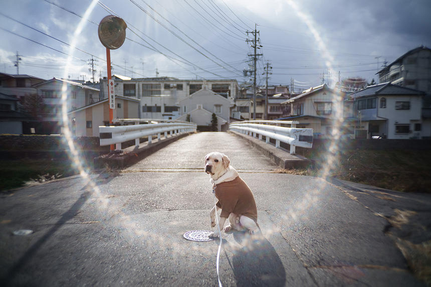 Dog Snapshot R 令和の犬景Vol.34　愛犬と歩く郷愁の散歩道　「田舎」はみんなの心の故郷