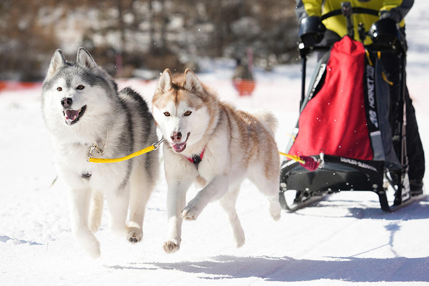Dog Snapshot R 令和の犬景Vol.36　2024年冬の「雪遊び景」