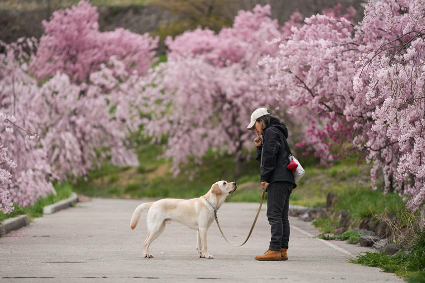 Dog Snapshot R 令和の犬景Vol.38　愛犬と過ごした美しくも儚い「桜の季節」