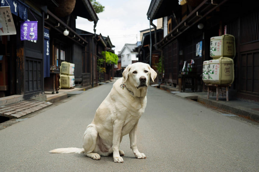 Dog Snapshot R 令和の犬景Vol.3  日本の犬連れ旅行