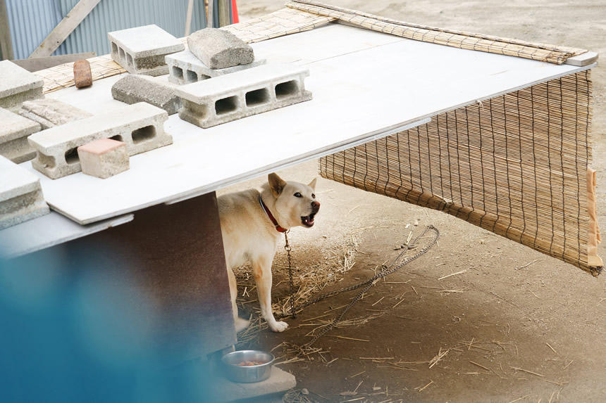 農家の庭先の番犬（2019年6月・山梨県甲州市）