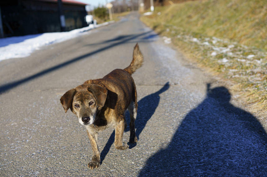 道に出てきてあいさつをしに来た牧場の老犬（2019年12月・長野県原村）