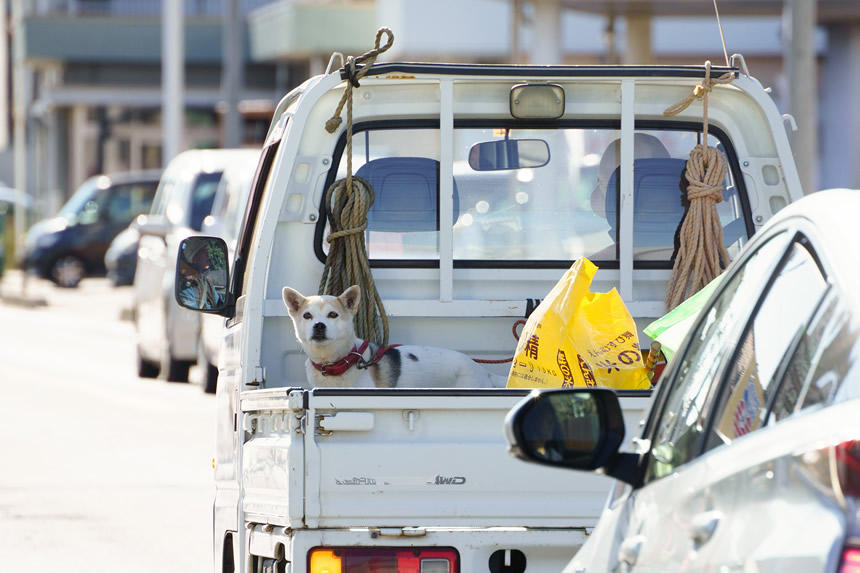 農作業に向かう軽トラの荷台の犬（2020年11月・長野県安曇野市）