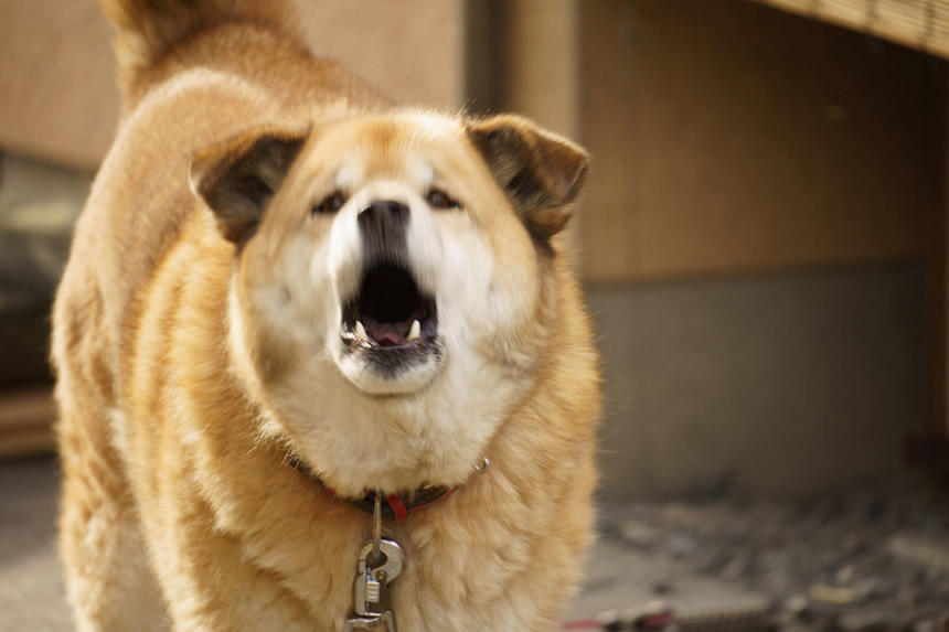 Dog Snapshot R 令和の犬景 Vol.7「日本横断徒歩の旅」で出会った犬たち