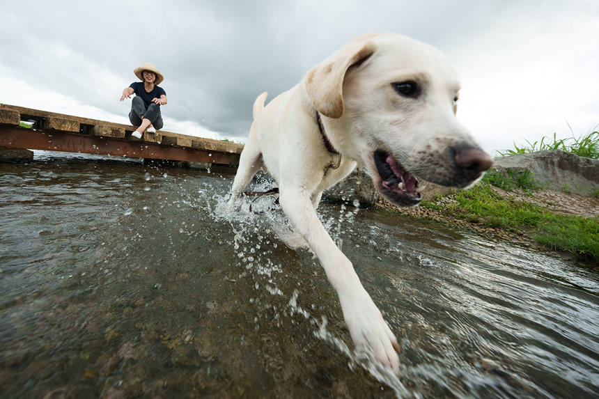 こちらは水遊びが大好きなアイメイトの繁殖犬