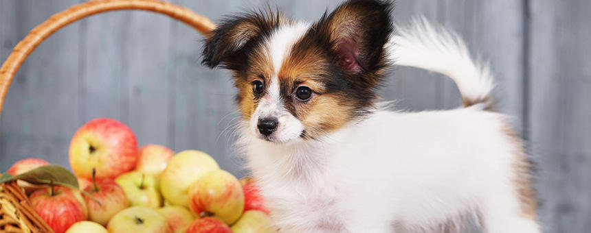 犬が食べて良い果物とは オススメのフルーツ3選 プレミアムドッグフード専門店 通販 Pochi ポチ公式サイト
