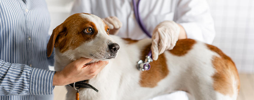 犬の健康診断は年に1回は受けるのがオススメ。その理由