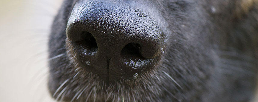 犬の鼻の乾燥 鼻水の原因は病気 健康状態をチェック プレミアムドッグフード専門店 通販 Pochi ポチ公式サイト