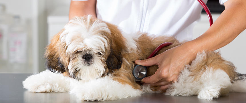 犬の膵炎のリスクを高める原因となる食べ物とは？注意したいこんな食事【獣医師監修】