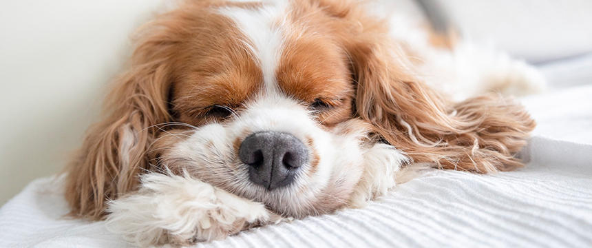 犬の睡眠時間、平均ってどれくらい？認知症のサインって本当？調べてみました。