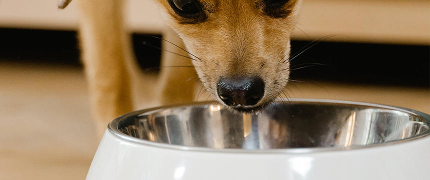 犬の嘔吐は食事が原因？吐いた後の食事はどうすべき？消化を意識したごはんの工夫