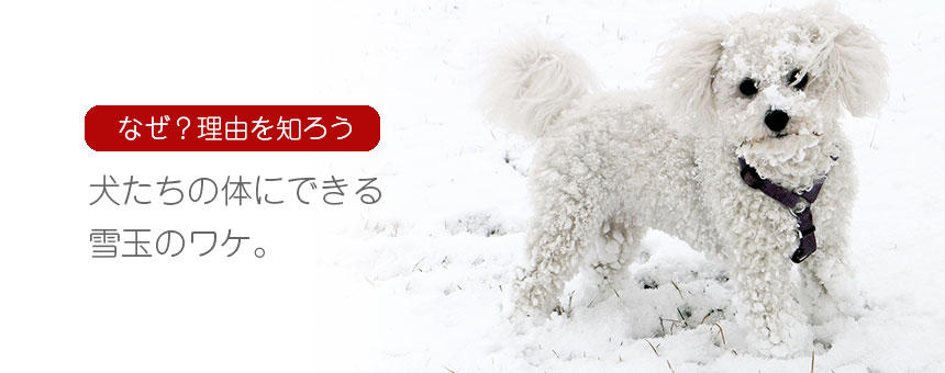 雪遊びについてくる犬たちの雪玉。原因と体への影響は？